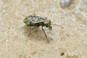 gewone oeverloopkever (elaphrus riparius) 8-2011 0272